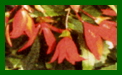 begonia bolivensis