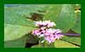 Callicarpa Bodinieri Proffusion c