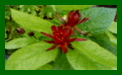 calycabthus floridus