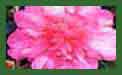 Camellia Sasangua Sparkling Burgundy c