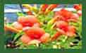 Campsis Tagliabuana Indian Summer c