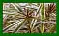 Carex Whirling Sparkler c