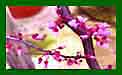 Cercis Canadensis Forest Pansy t