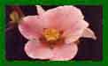 Chaenomeles �Madame Butterfly� c