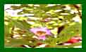 Chitalpa Pink Dawn t