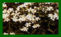 choisya ternata white dazzler