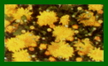 chrysanthemum action yellow