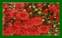 chrysanthemum gala burgundy
