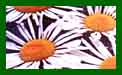 Chrysanthemum Leucanthemum Silver Spoons c