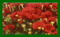 chrysanthemum moulin rouge