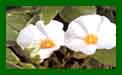 Cistus Ropisco c