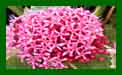 Clerodendron Bungei Pink Diamond c