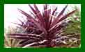 Cordyline Dark Star c