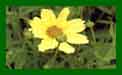 Coreopsis Creme Brulee c