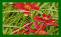 coreopsis limerock ruby