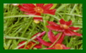 coreopsis limerock ruby