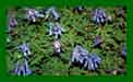 Corydalis China Blue c