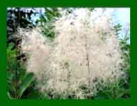 Cotinus Young Lady