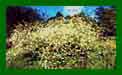 Crambe Cordifolia c