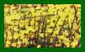 Cytisus Praecox Allgold c1