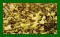Cytisus Praecox copy