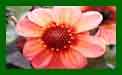 Dahlia Happy First Love c
