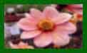 Dahlia Happy Kiss