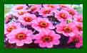 Dahlia Happy Wink c