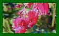 Dicentra Formosa Bacchanal c