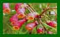 Eccremocarpus Scaber c