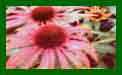 Echinacea Arts Pride c