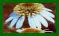 Echinacea Coconut Lime c