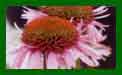 Echinacea Purpurea Razzamataz c