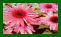 Echinacea Sunset c
