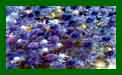 Erygium Blue Dwarf c