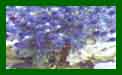 Erygium Blue Hobbit c