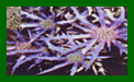 Eryngium Bourgatii Graham Stuart Thomas Form c