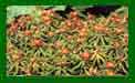 Euphorbia Grithithi dixter
