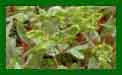 Euphorbia Helena c