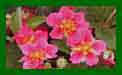 Fragaria Red Ruby c