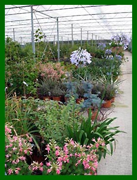 Fuchsia waltz Jubelteen, Agapanthus Windsor Grey, Astellia Red Devil etc.