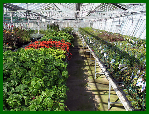 Geranium Palmatum, Lychnis Orange Zwerg, Clematis