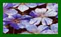 Geranium Splish Splash c