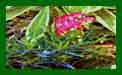 Grevillea Mt Tamboritha c