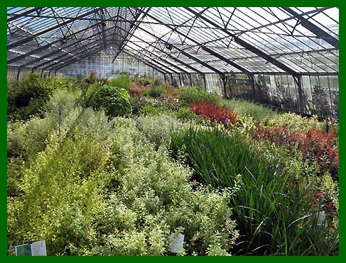 Growing House Showing Schizostylus, Phygelius and Verbena