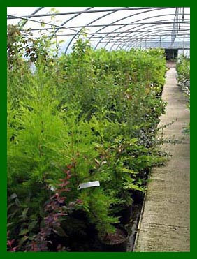 Growing tunnel showing Cupresssus Goldcrest, Escallonia etc