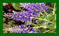 Hebe Purple Beauty c