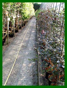 Hedging plants to the right Fagus Sylvatica Atropurpurea