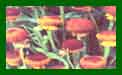 Helenium Autumn Lollipop c