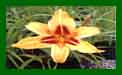 Hemerocallis Bonanza c